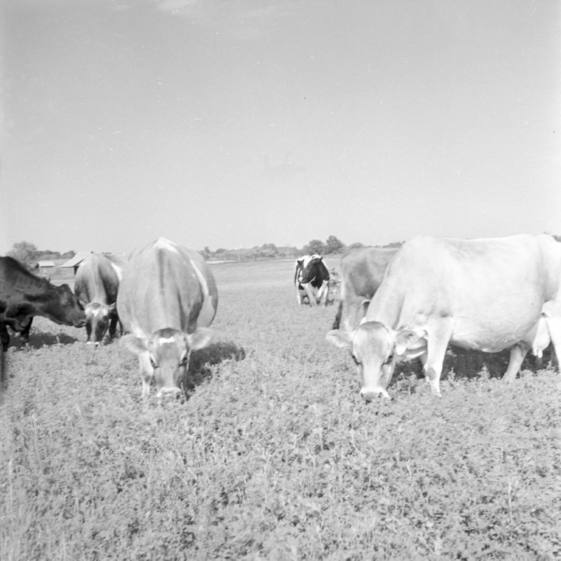 103_in a variety of ways. (1951).jpg